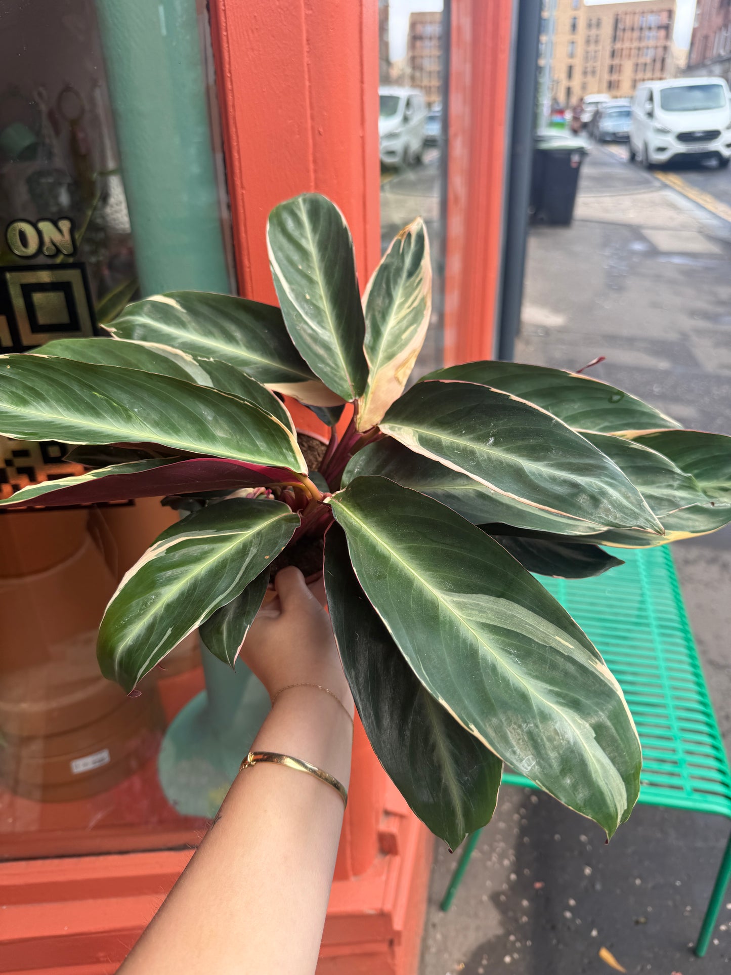 Stromanthe