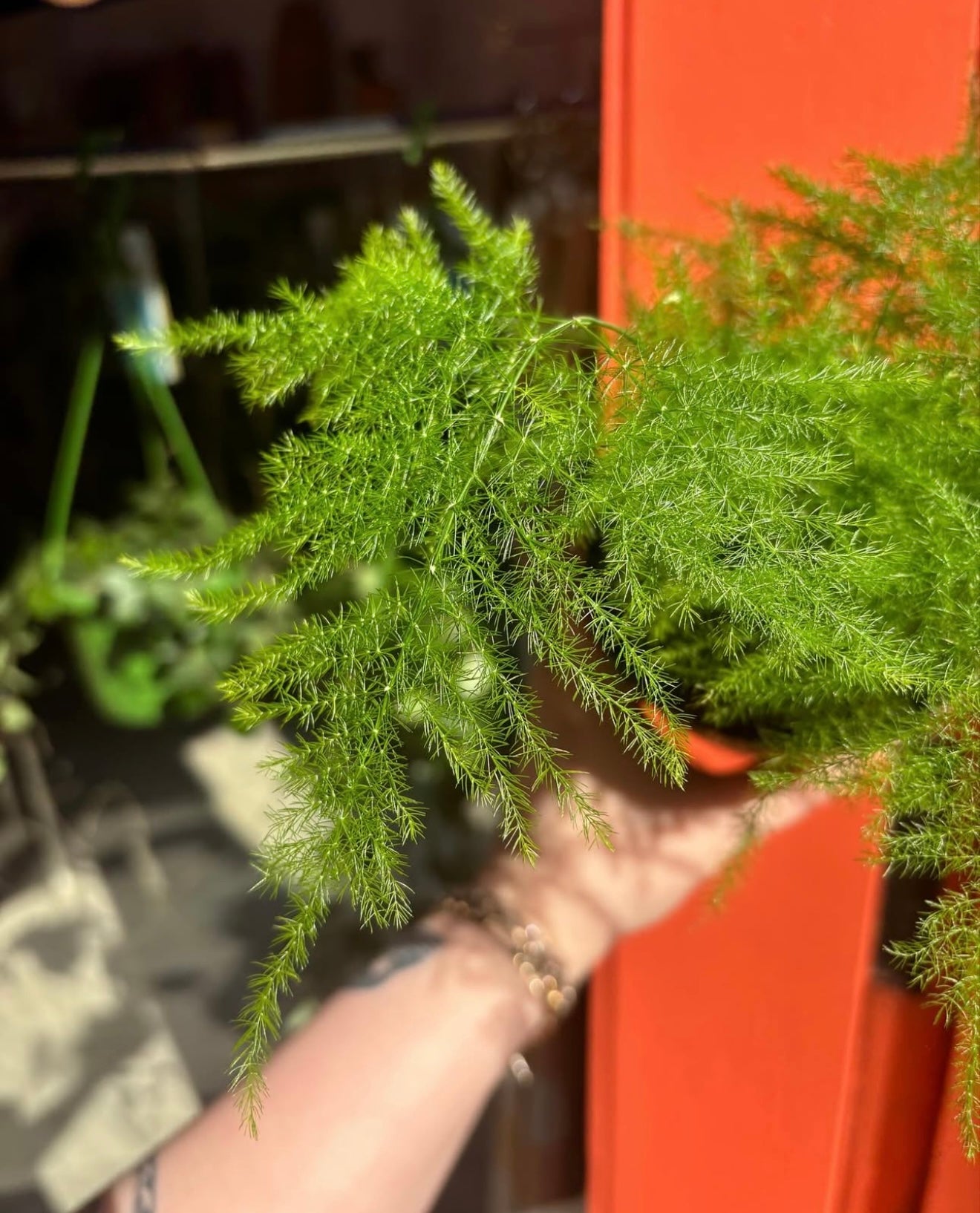Asparagus Fern