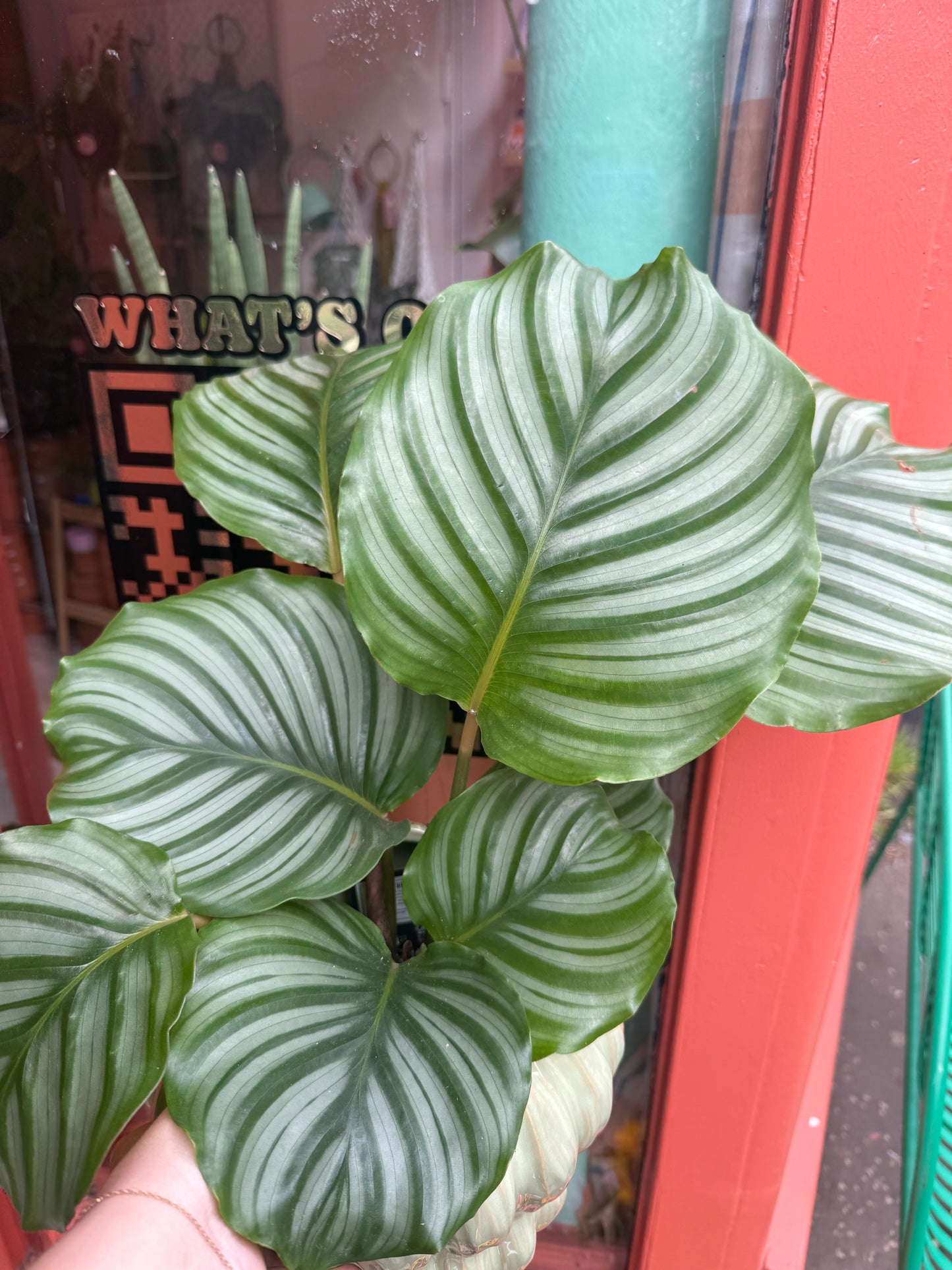 Calathea Orbiolia