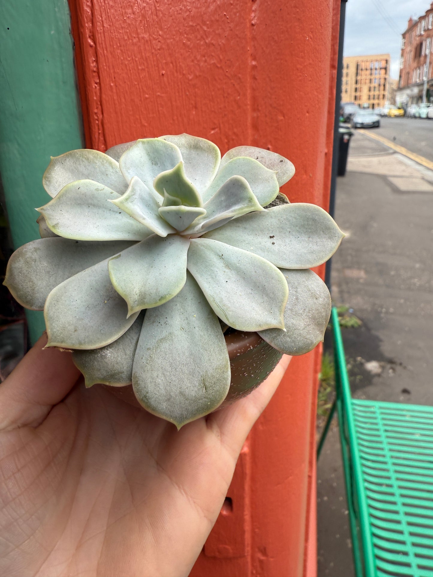 Scottish Succulents