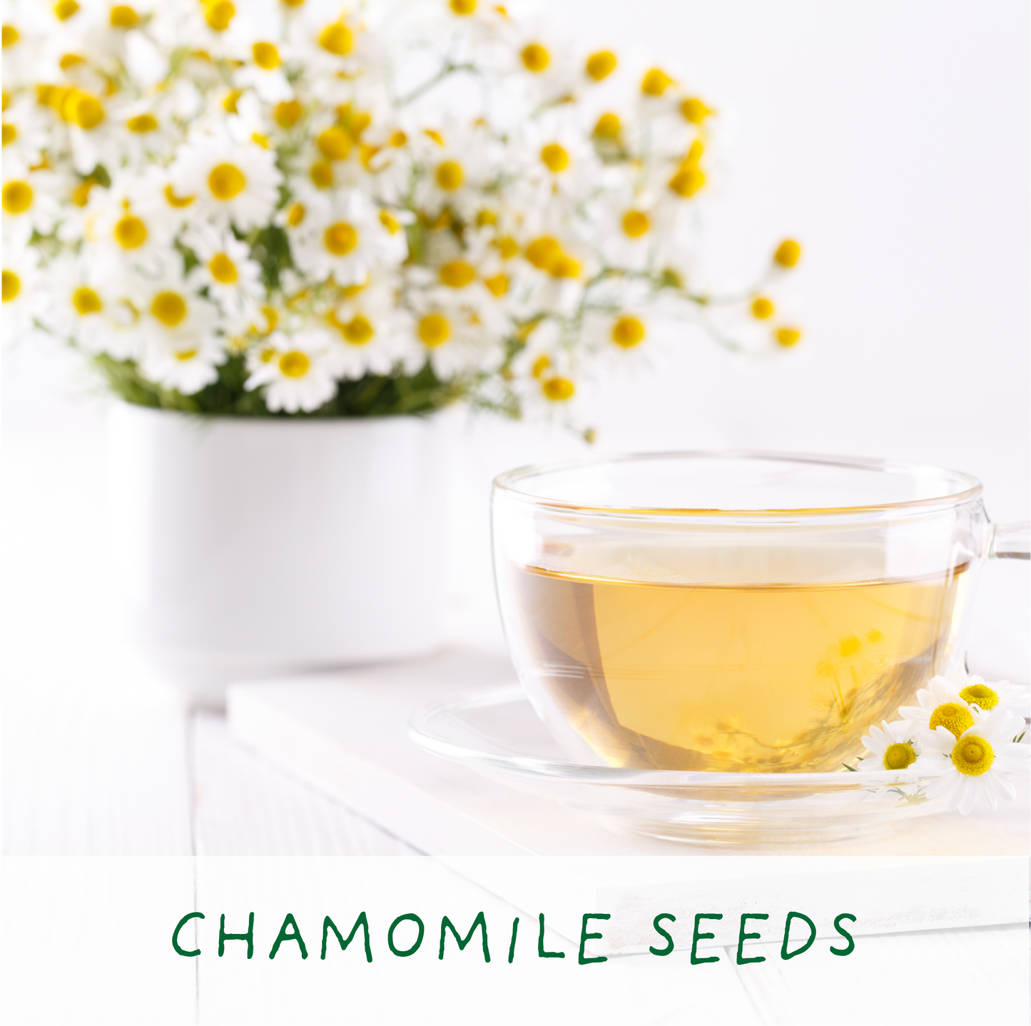 Herbal Tea. Eco Mini Grow-Kit - chat