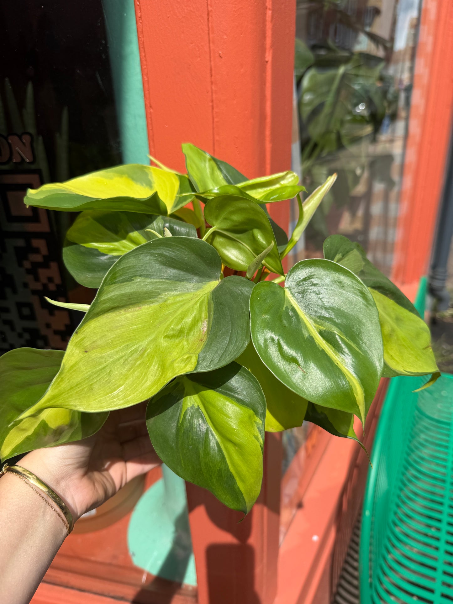 Philodendron Brasil