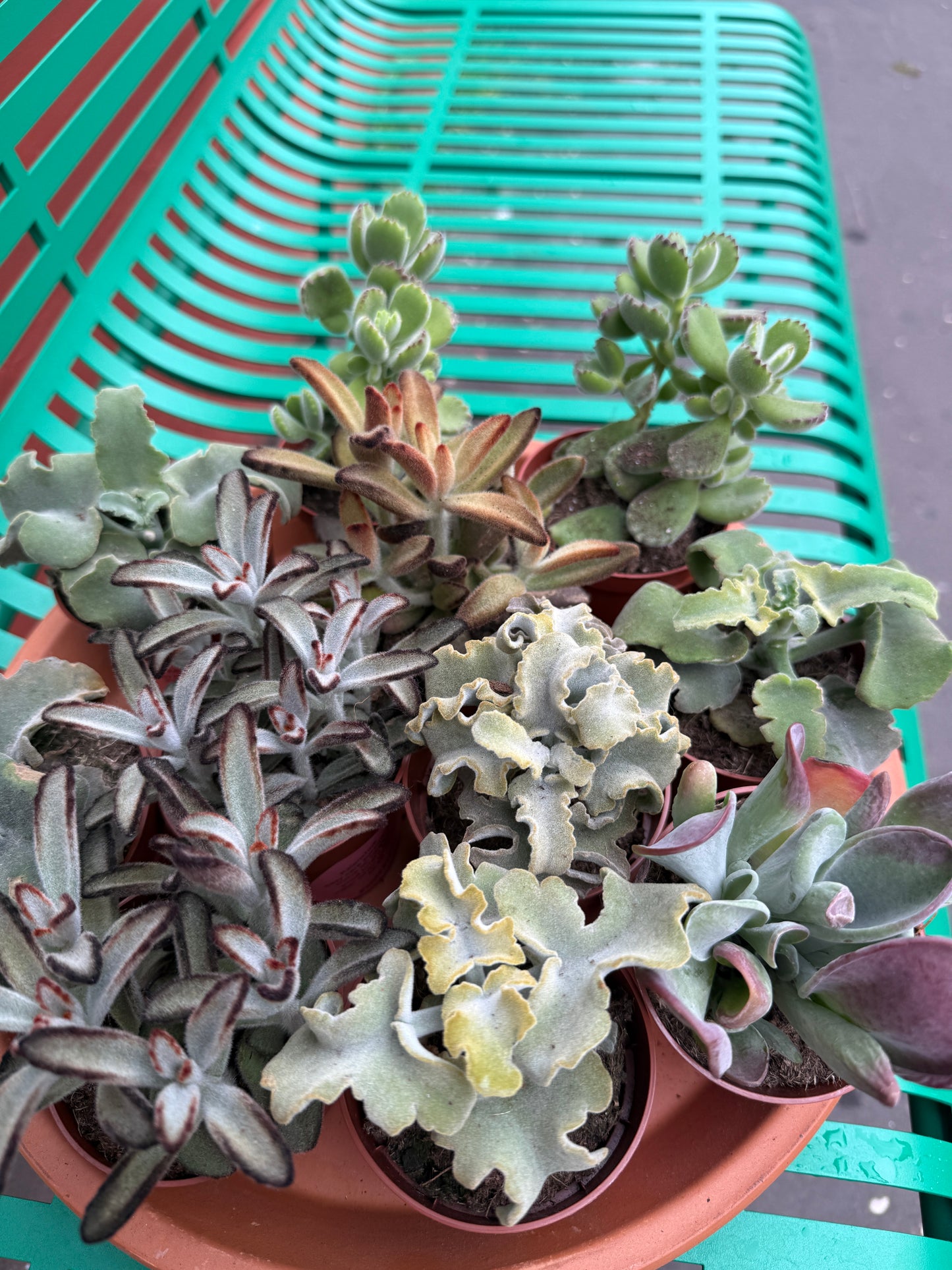 Scottish Succulents