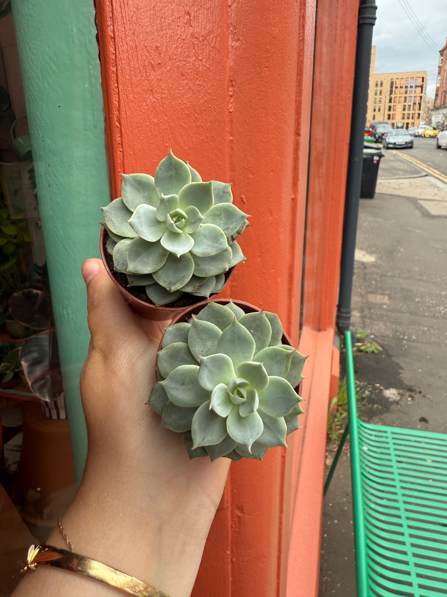 Scottish Succulents