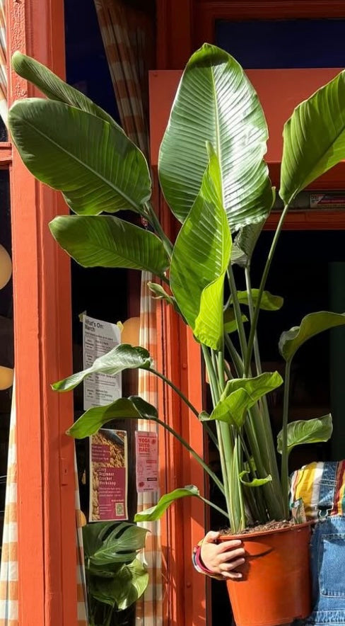 Bird of Paradise / Strelitzia nicolai