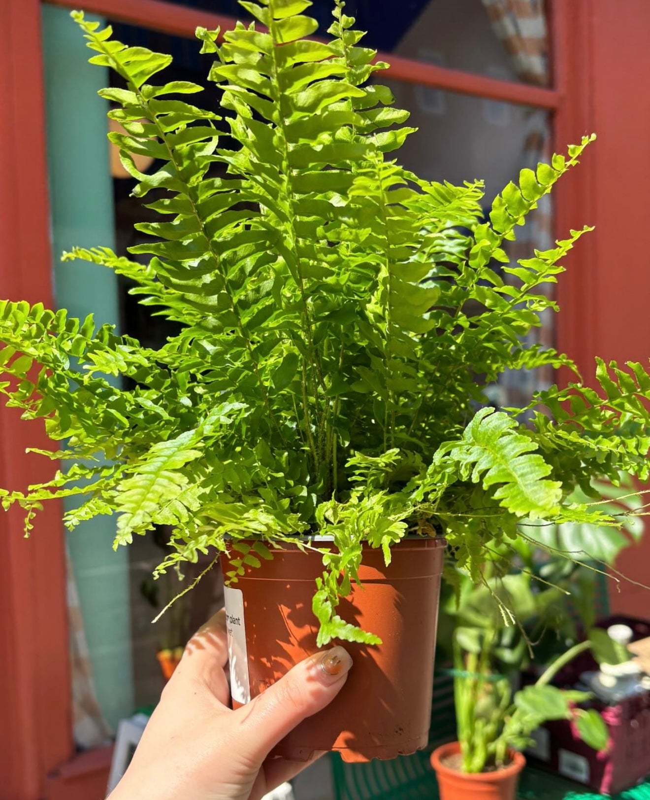 Boston Fern