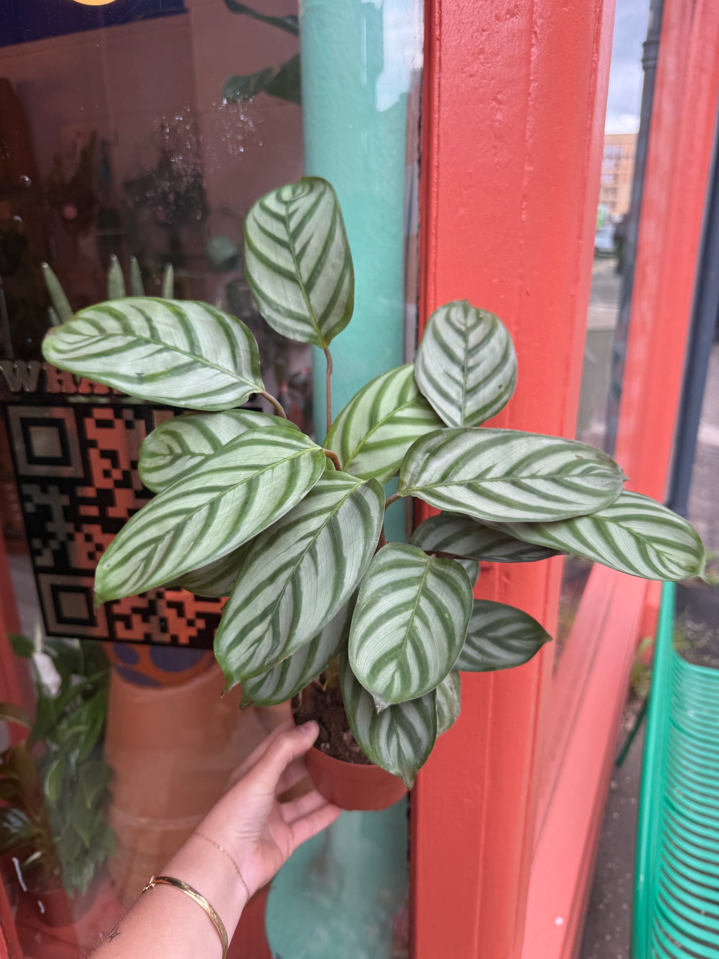 Ctenanthe