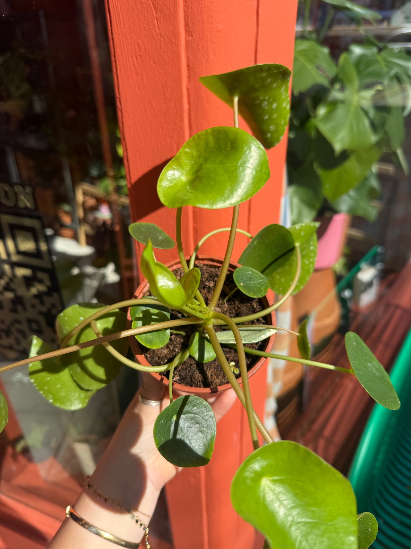 Chinese Money Plant