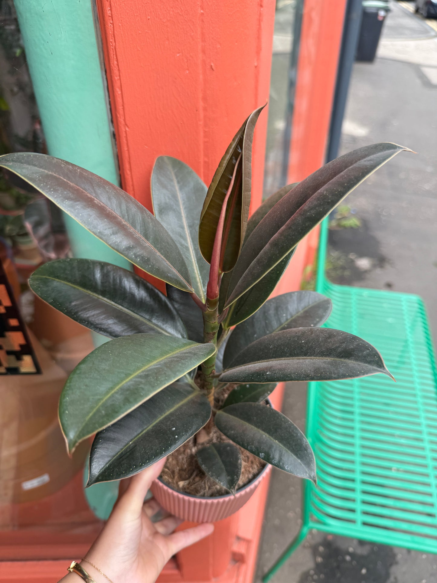 Ficus Eslastica