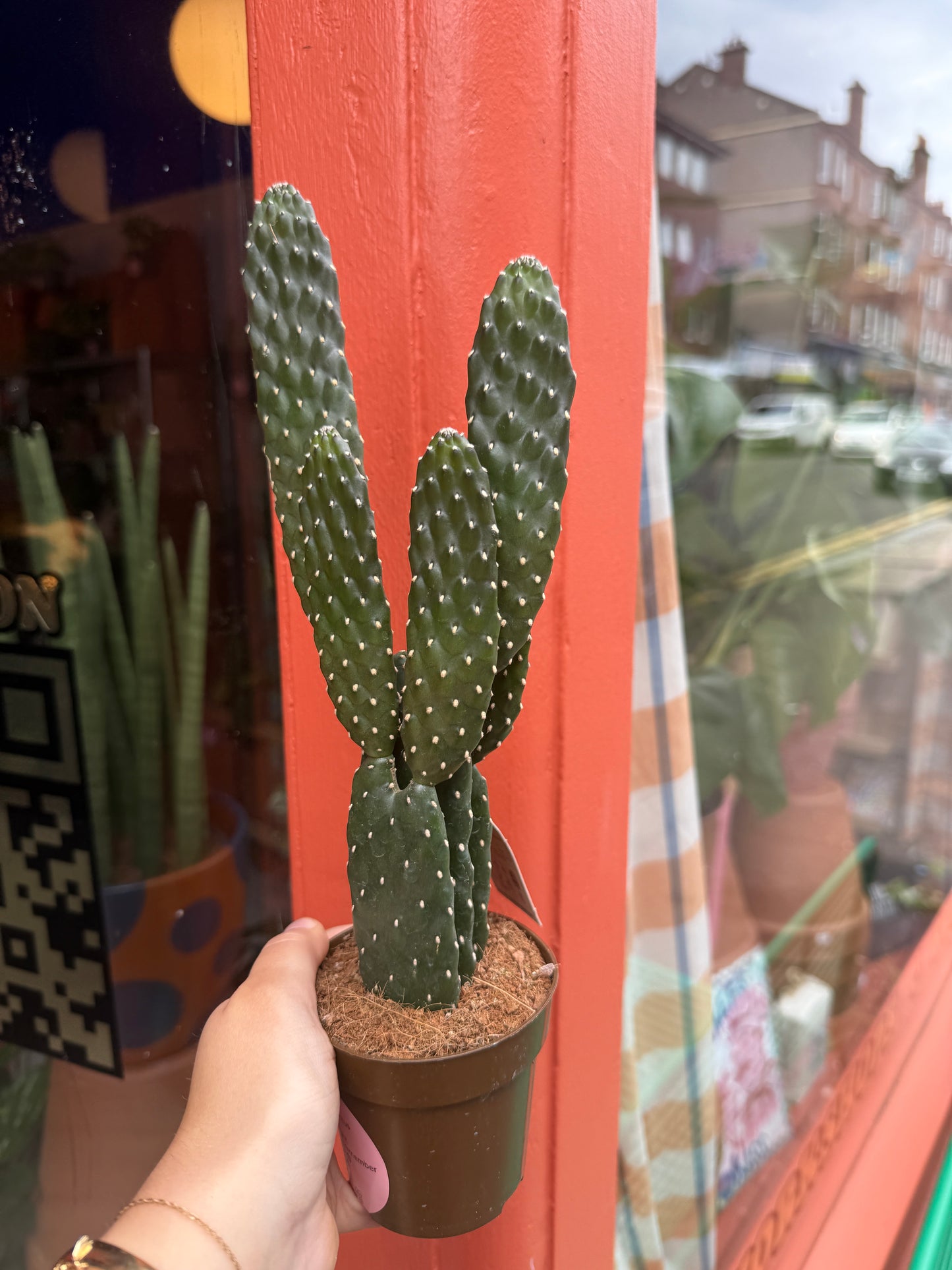 Roadkill Cactus