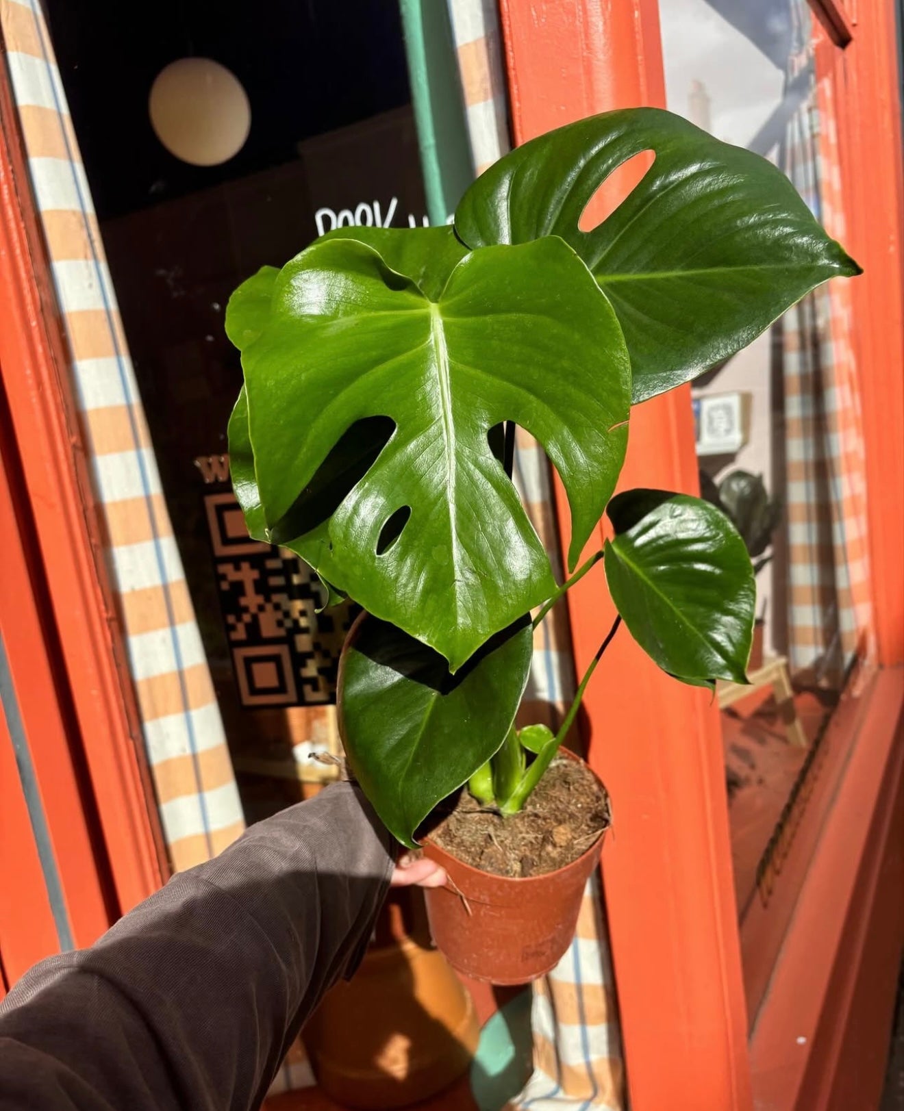 Monstera Deliciosa