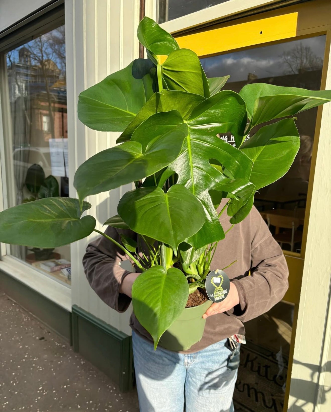 Monstera Deliciosa