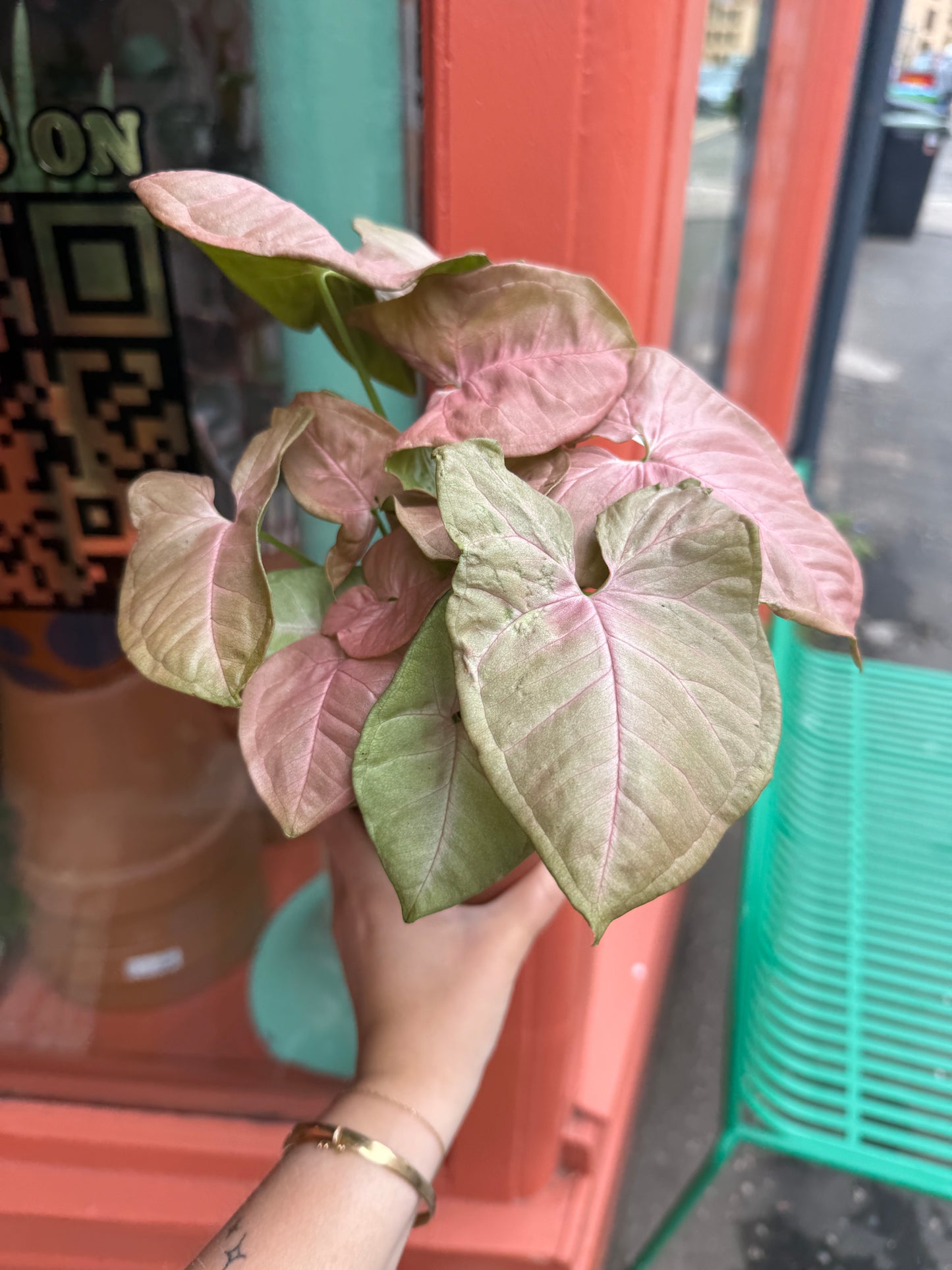 Pink Syngonium