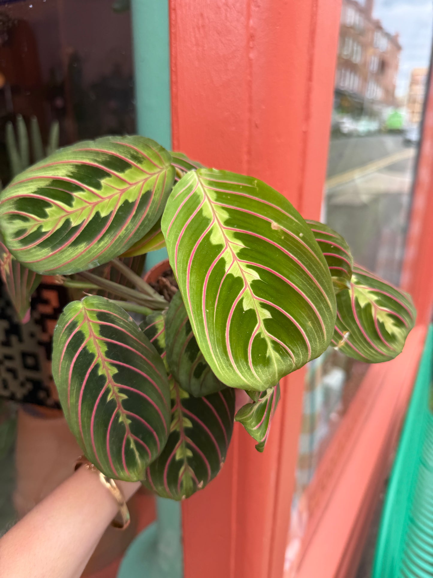Maranta Lemon Lime