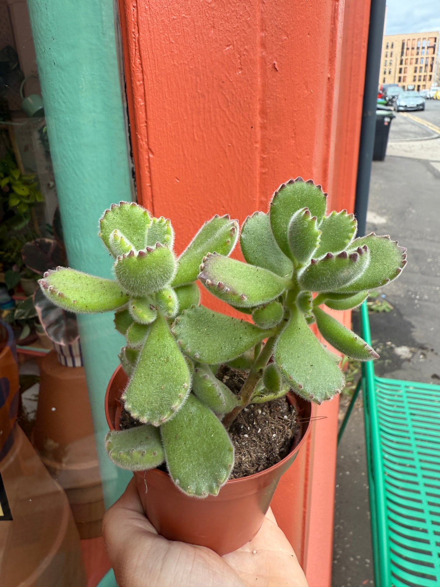 Scottish Succulents
