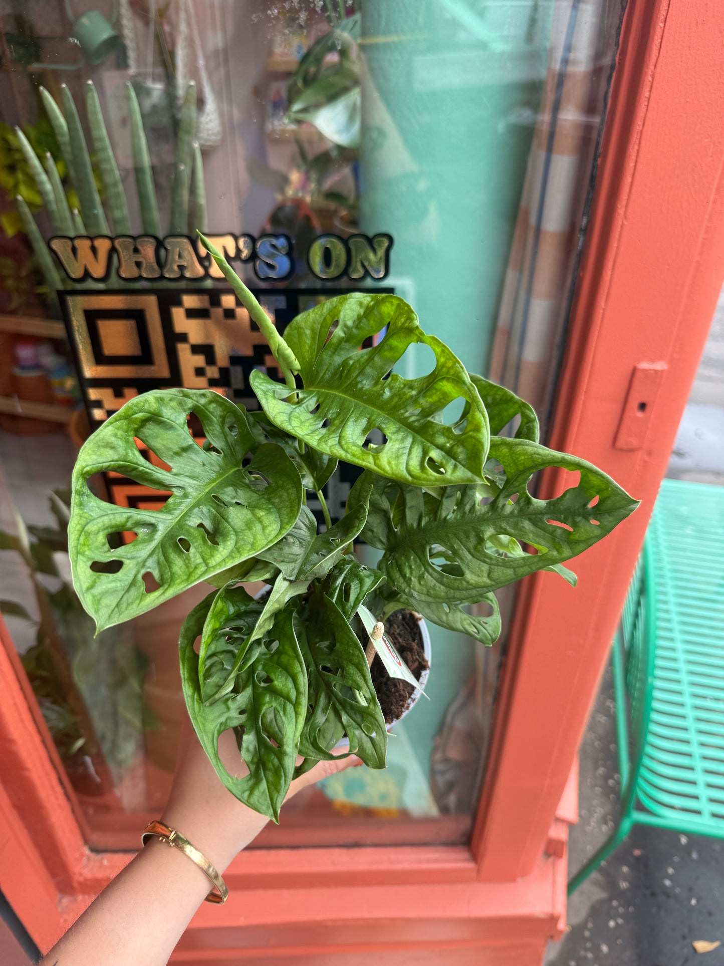 Monstera Monkey Mask (Adansonii)