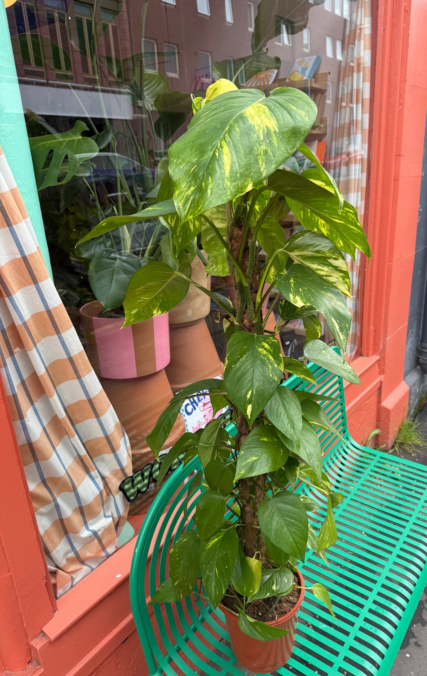 Golden Pothos