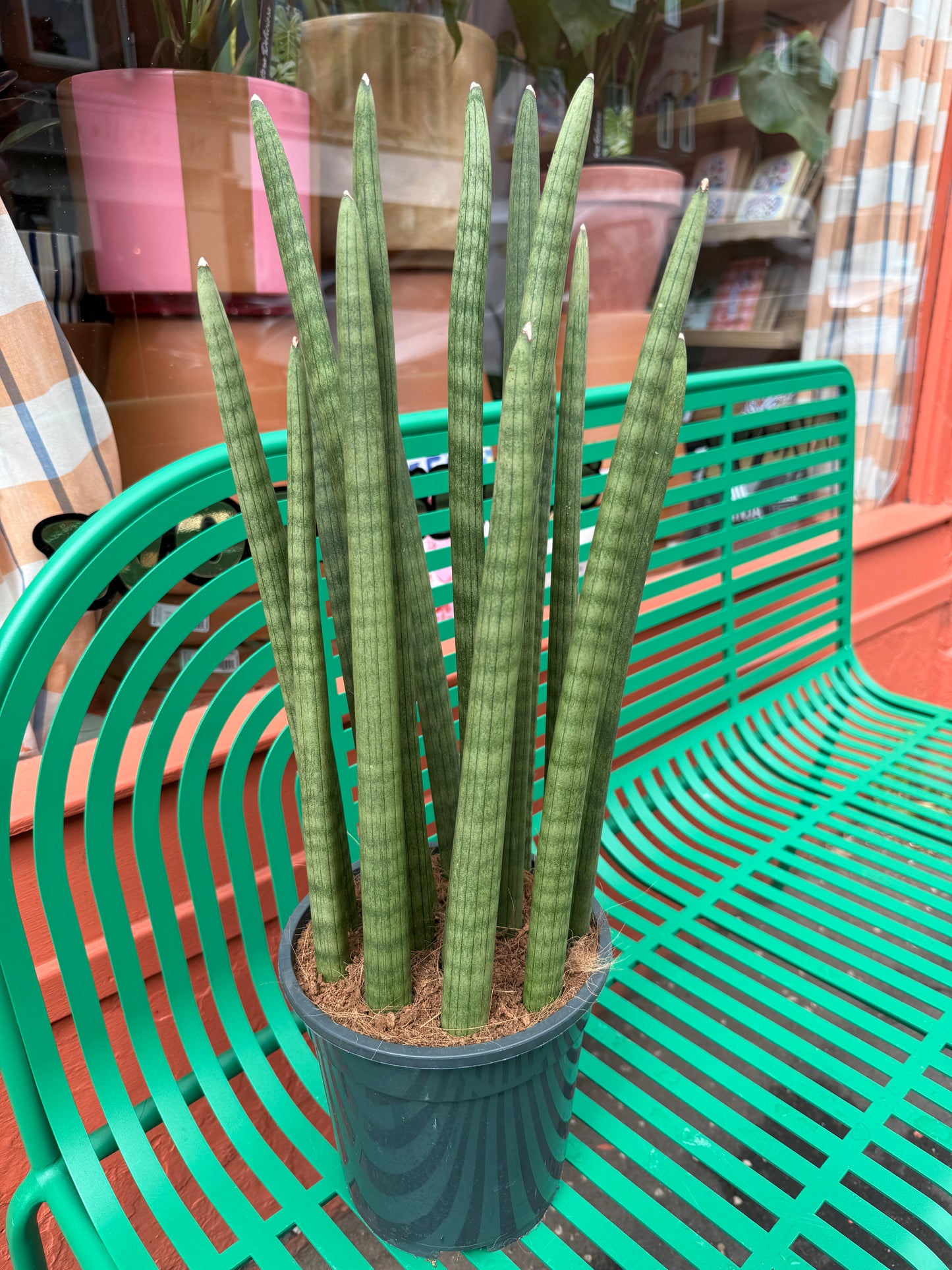 Sanseveria Cylindrica