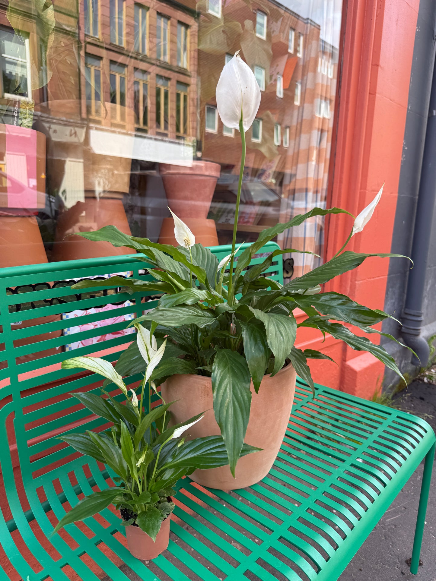 Peace Lily XXL - 19cm pot / 85cm Tall