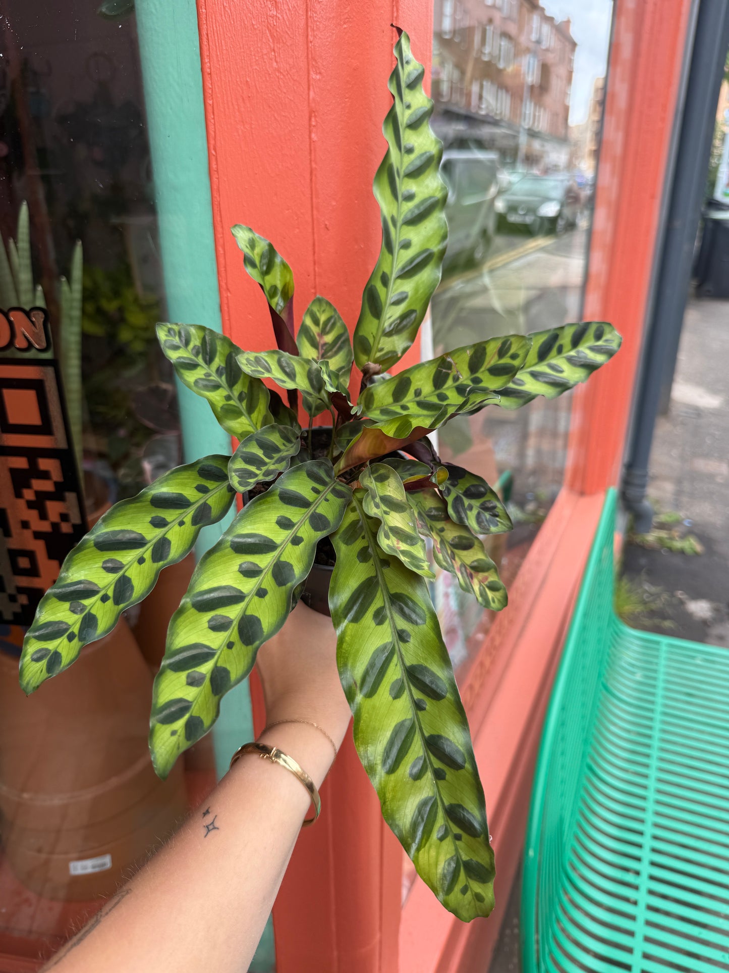 Rattlesnake Calathea