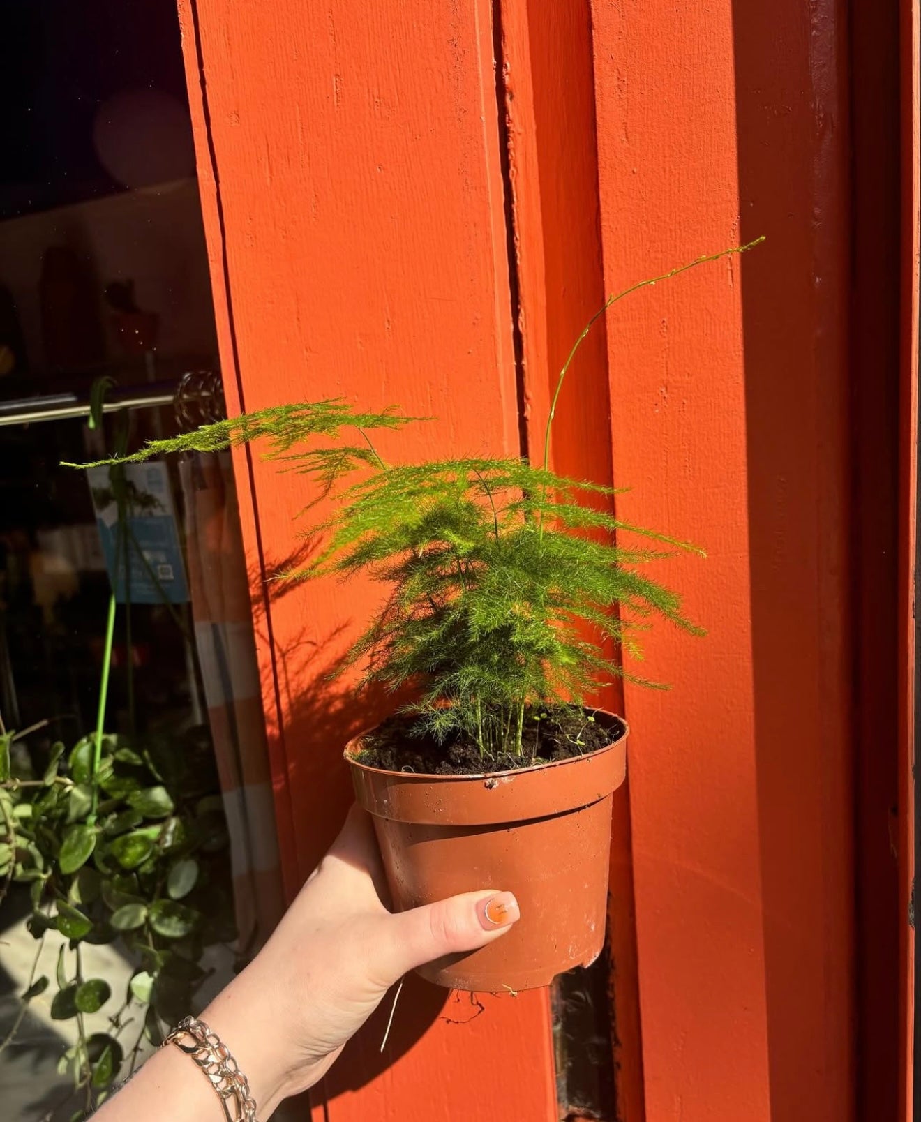 Asparagus Fern
