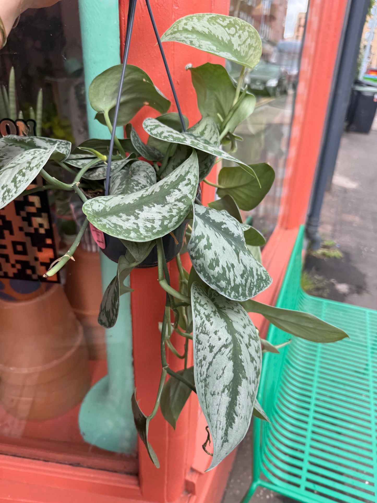 Scindapsus Trebie
