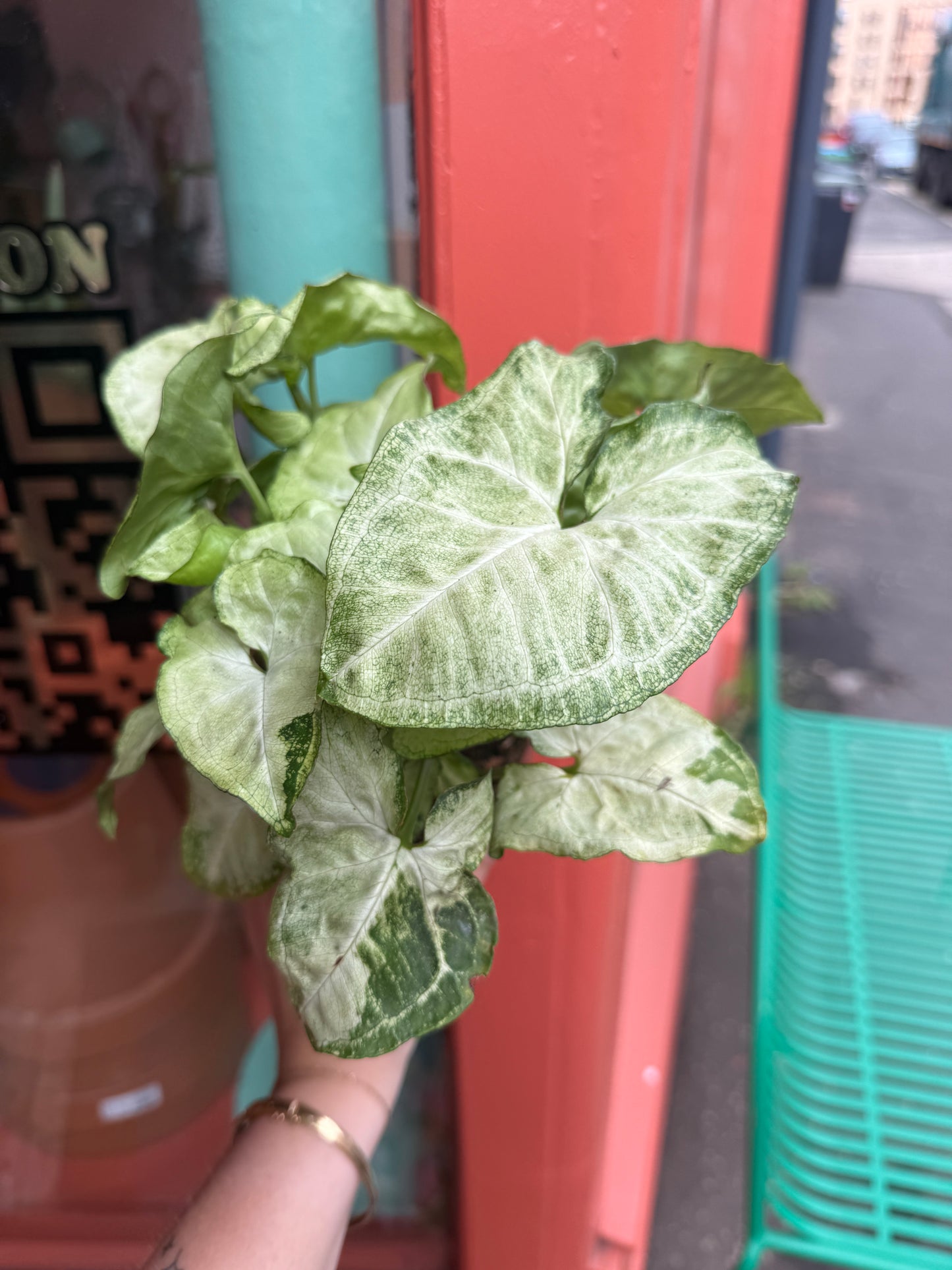 Syngonium