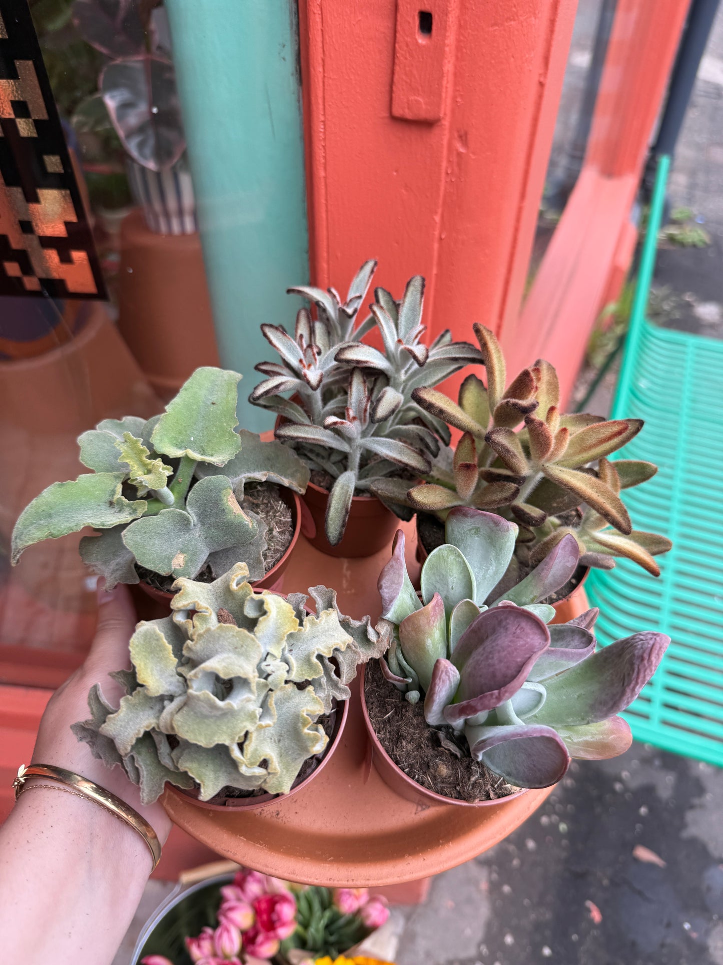Scottish Succulents