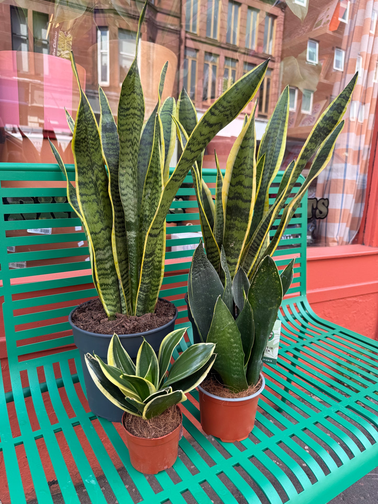 Snake Plant