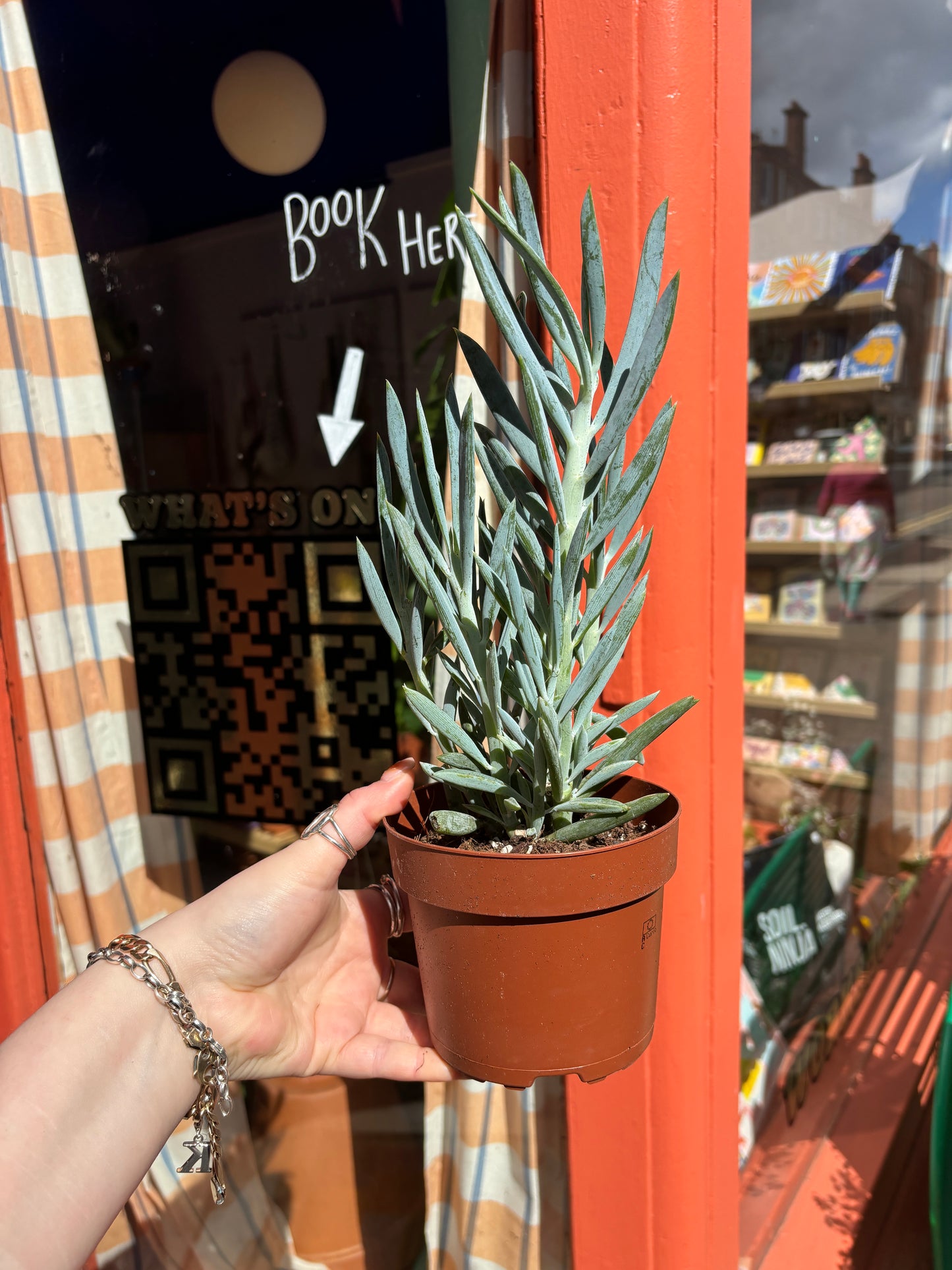 PLANT OF THE WEEK! Mount Everest