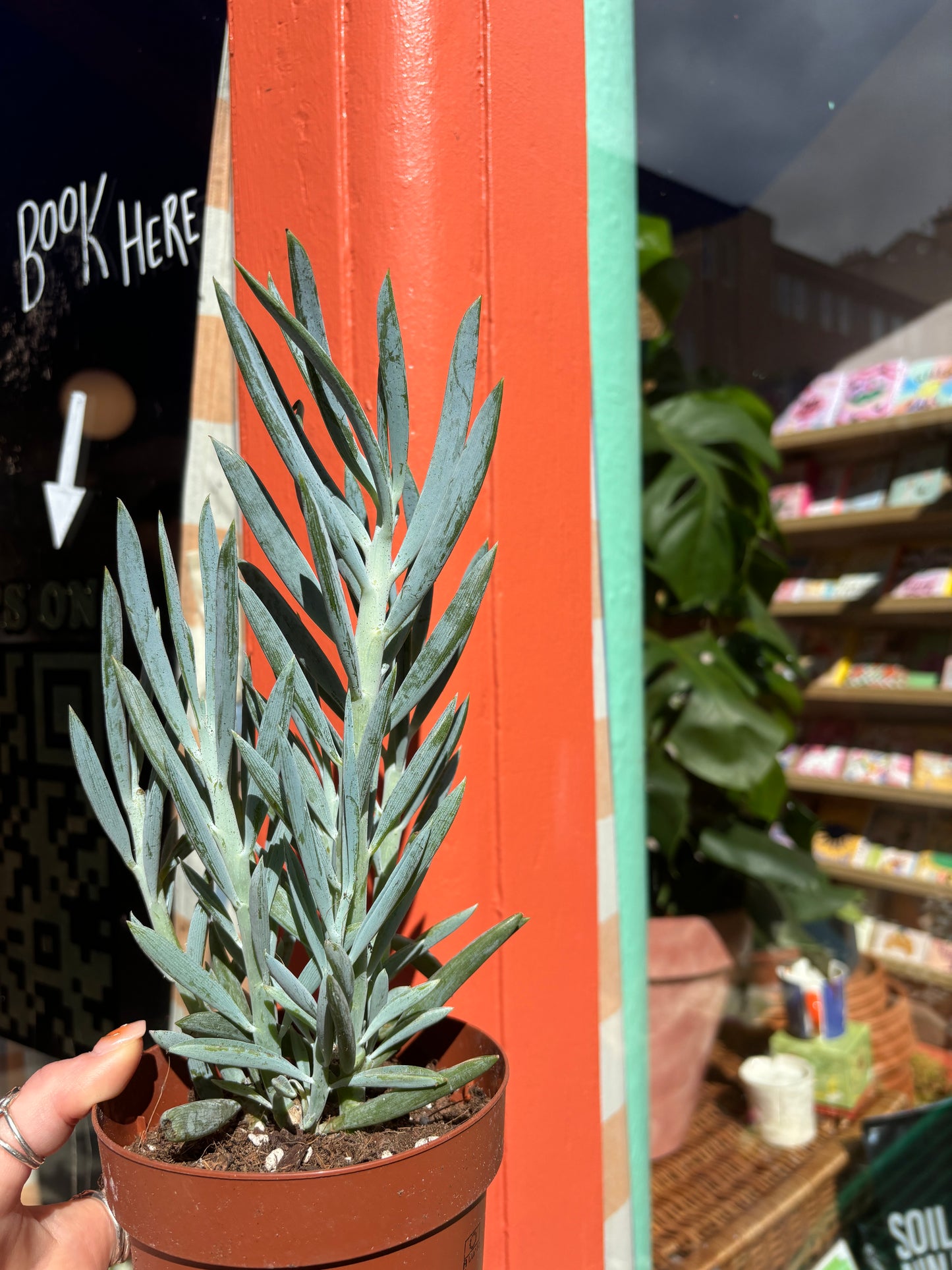 PLANT OF THE WEEK! Mount Everest