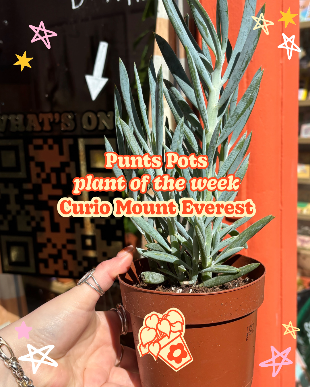 PLANT OF THE WEEK! Mount Everest