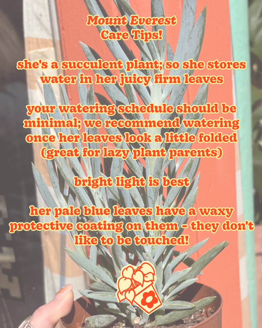 PLANT OF THE WEEK! Mount Everest