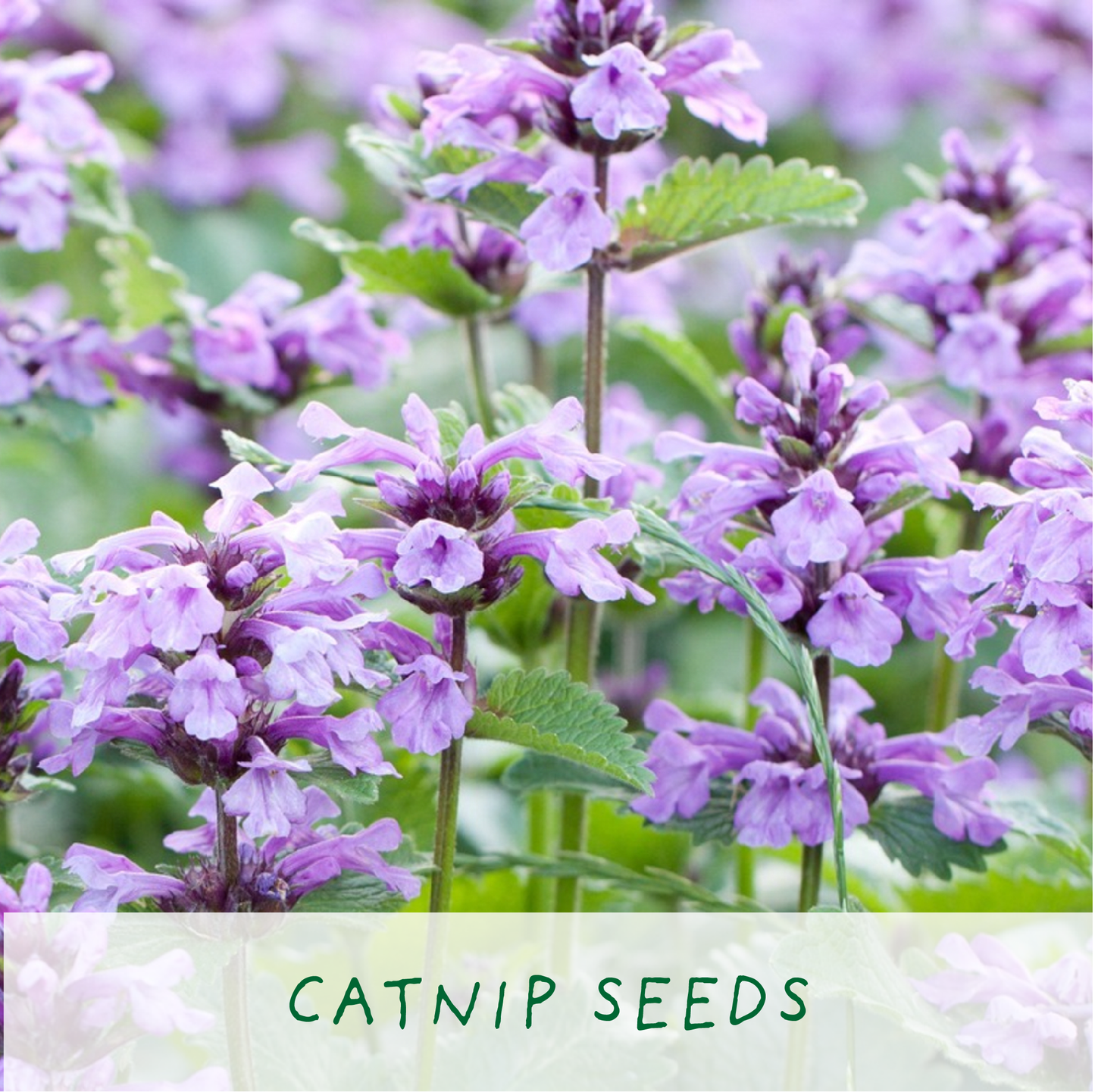 Grow Cat Treats. Cat Lovers Eco Mini-Grow-Kit