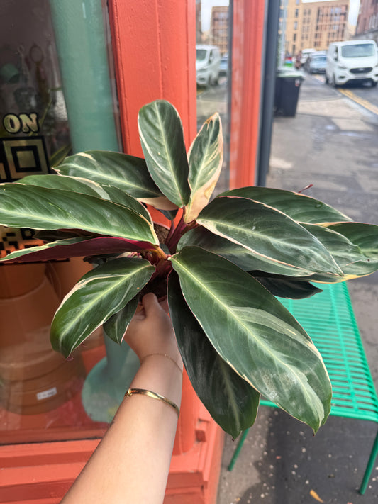 Stromanthe