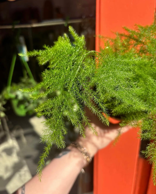 Asparagus Fern