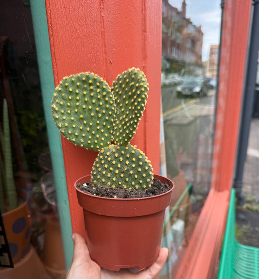 Bunny Ear Cactus