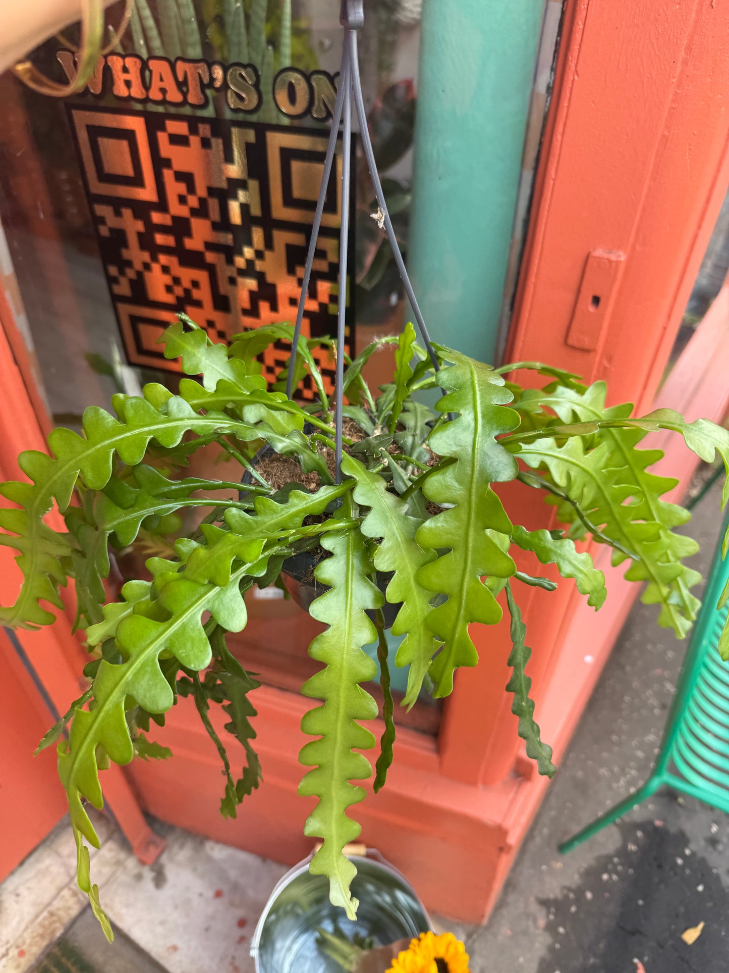 Fishbone Cactus
