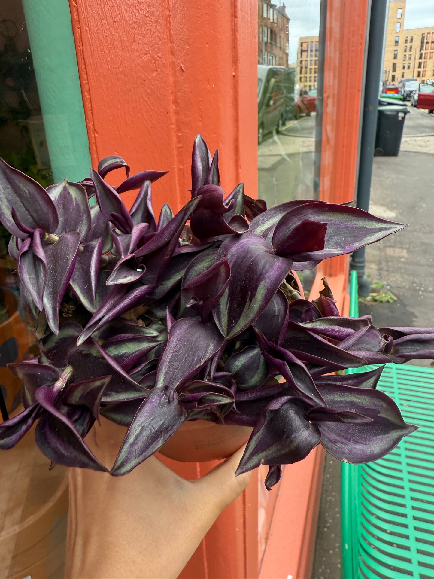 Tradescantia zebrina