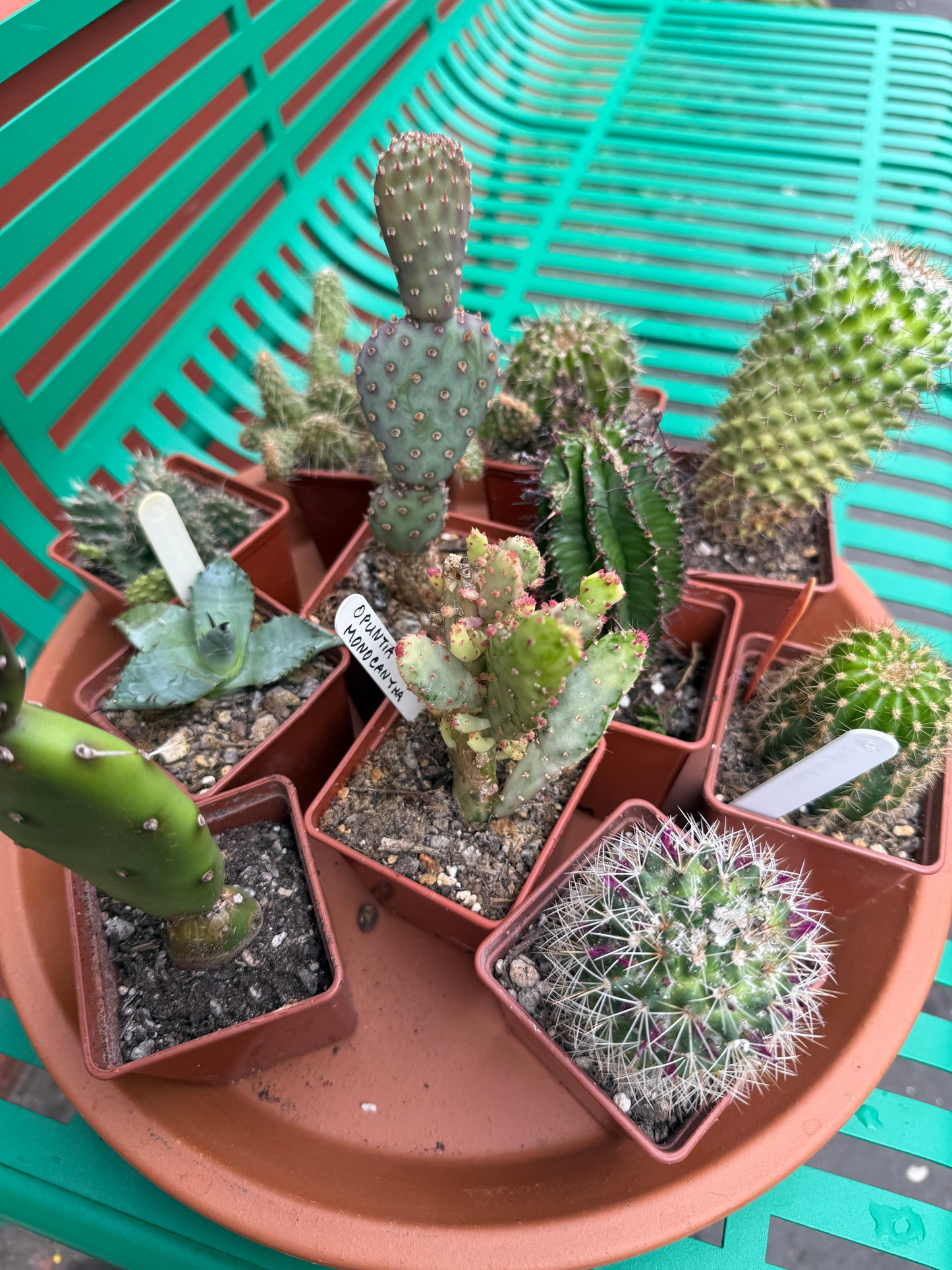 Scottish Cactus