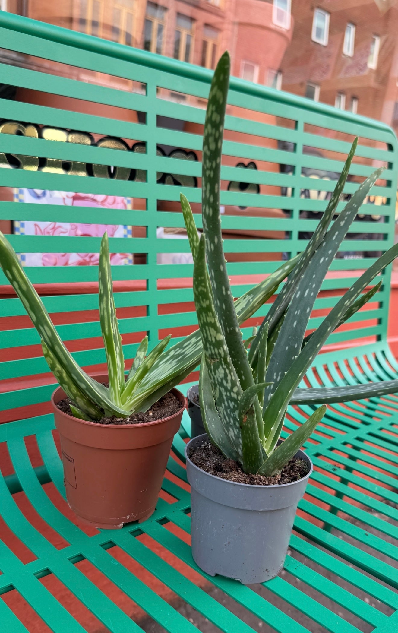 Aloe