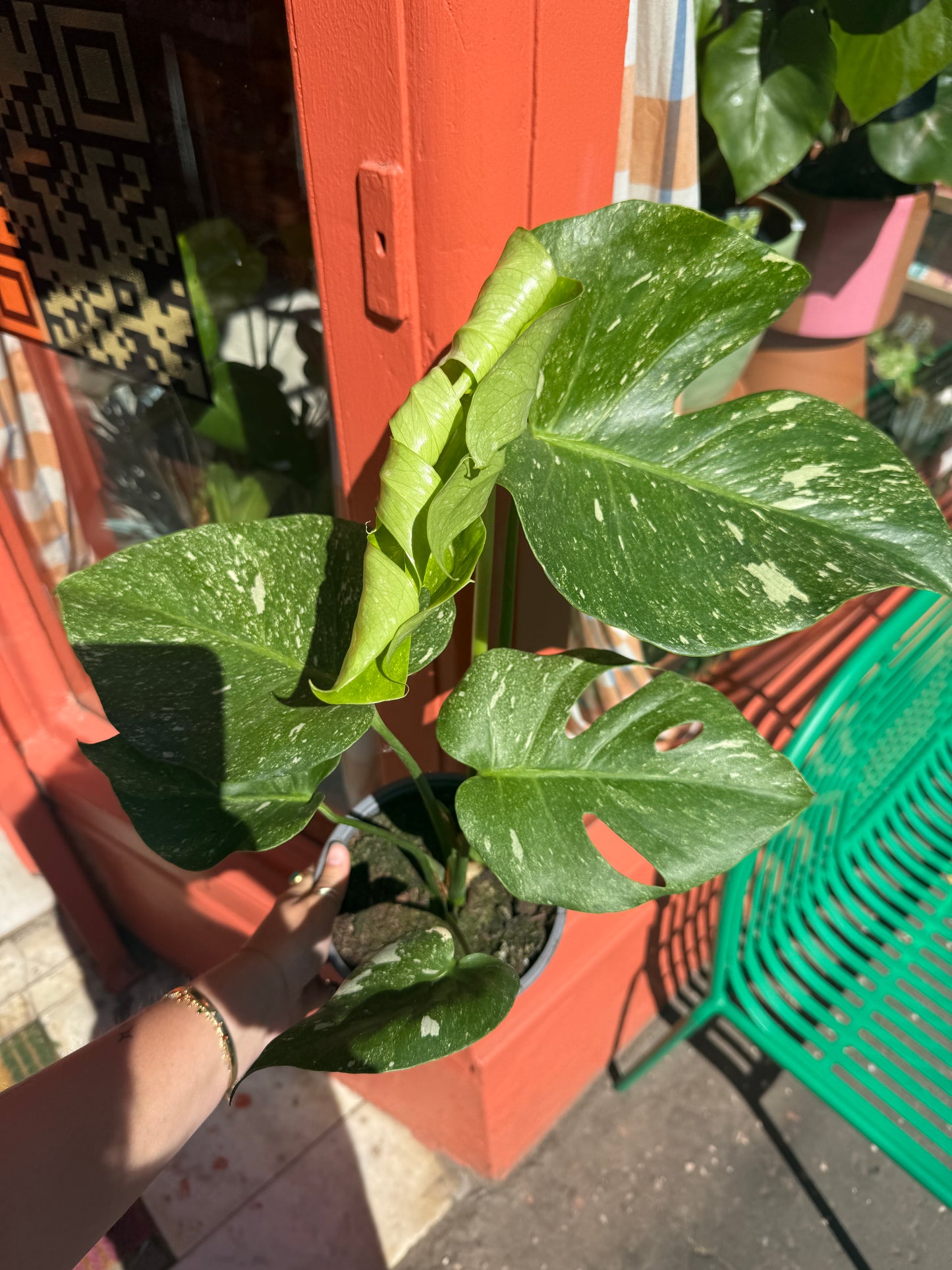 Monstera Thai Constellation