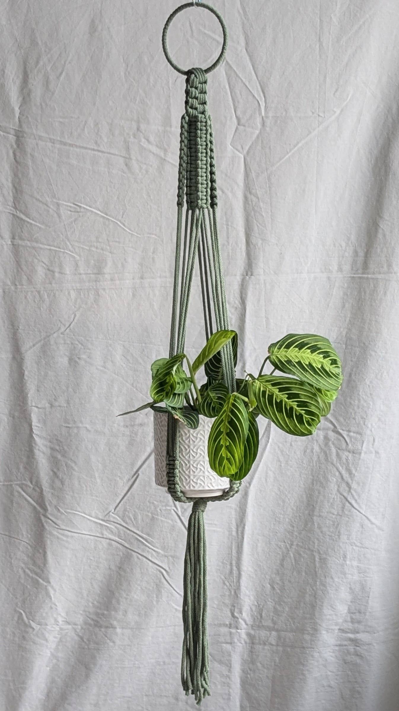 Large Macrame Plant Hanger | Eco Friendly | Recycled Cotton: Yellow