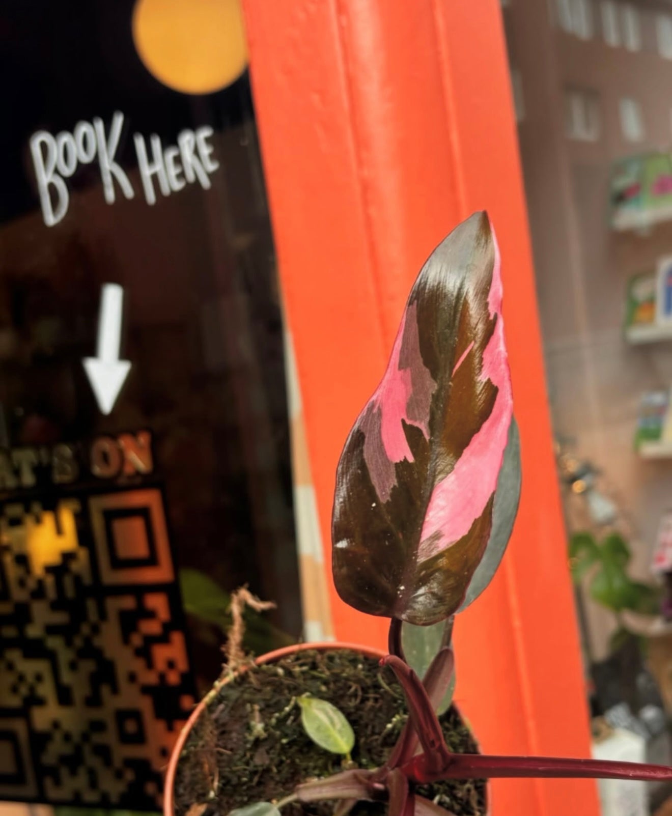 Pink Princess Philodendron