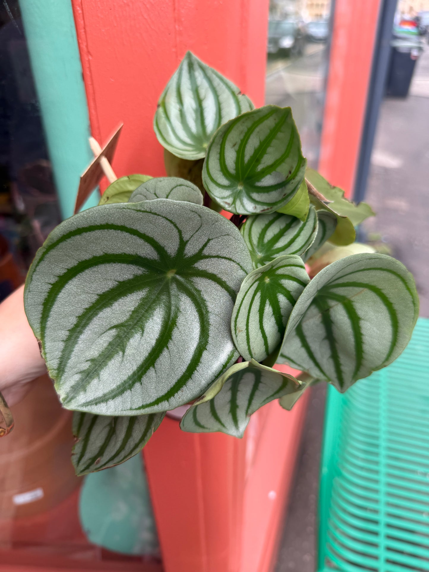 Watermelon Peperomia