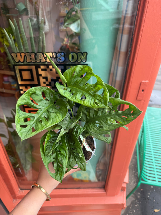 Monstera Monkey Mask (Adansonii)