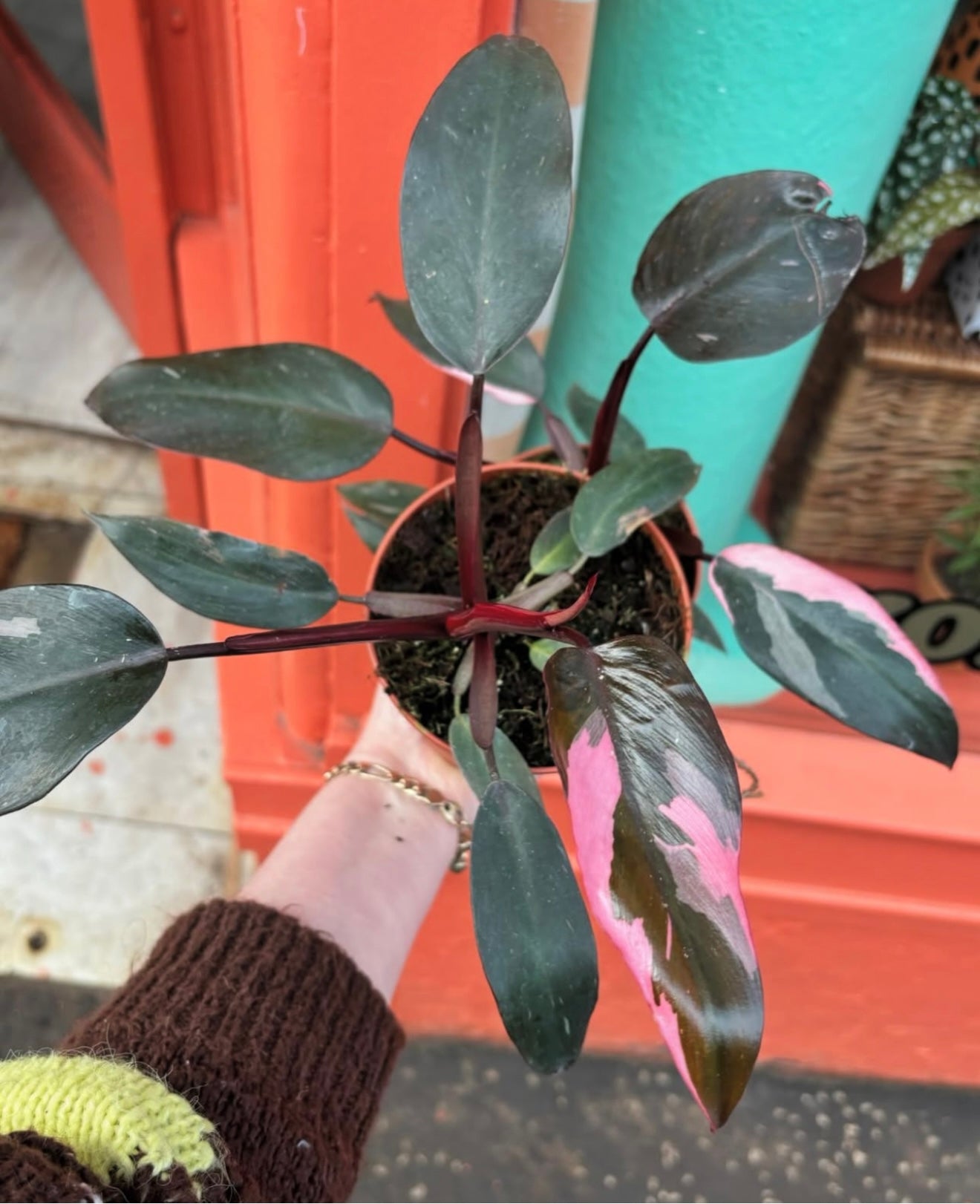 Pink Princess Philodendron