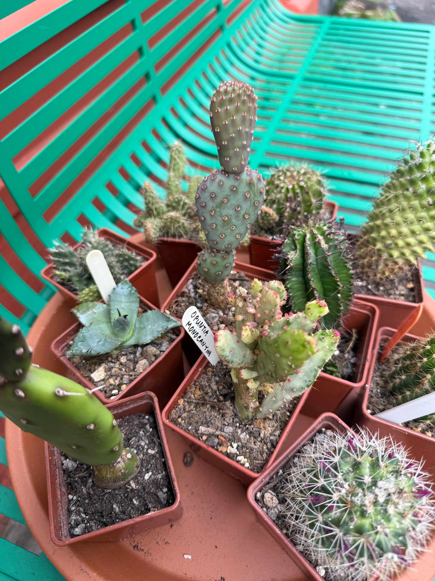 Scottish Cactus