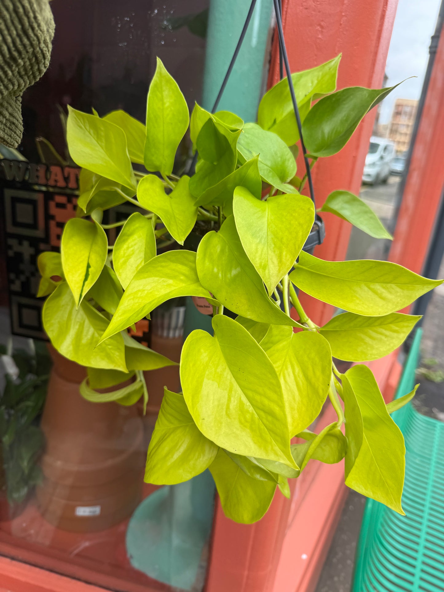 Neon Pothos Plant