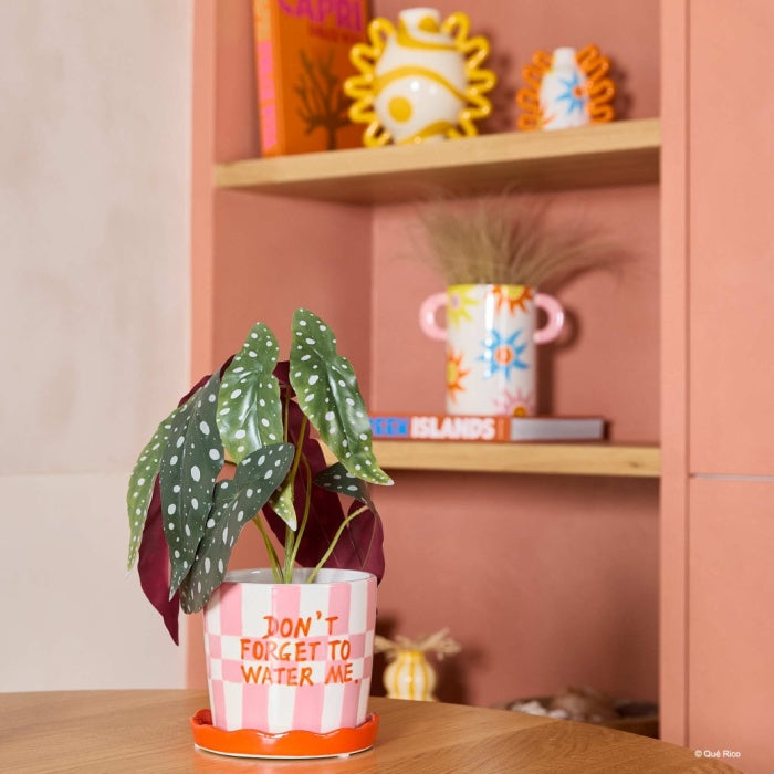 Don't Forget to Water Me - Checked Pink and Red Pot with Frilly Saucer